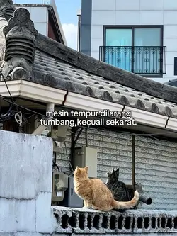 dilarang tumbang