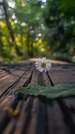 Simple 6 video clips