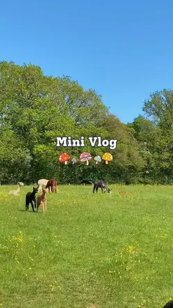 Mini Vlog 