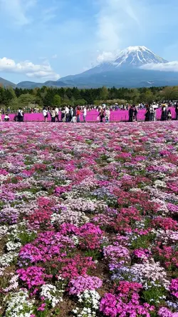 芝桜と富士山、完璧な自然の芸術 