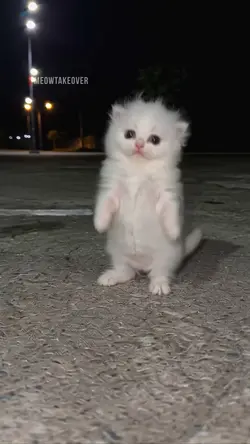 Meow meow