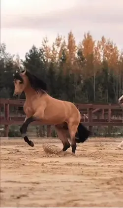 Spicy horses