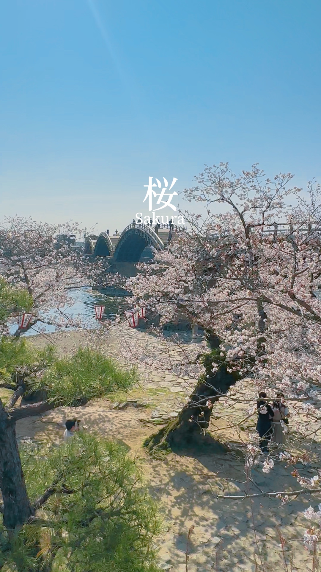 春たび🌸