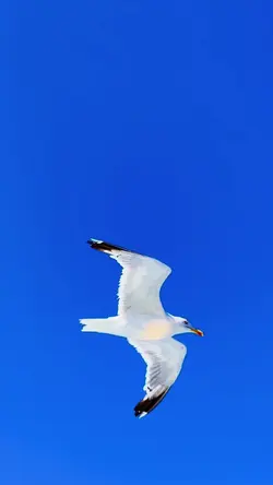 9 videos or pictures