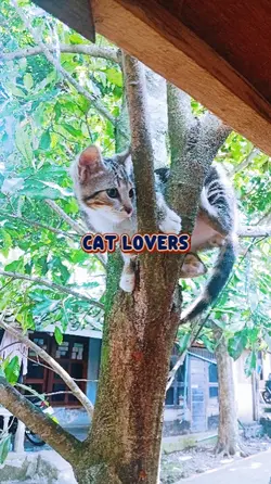 Cat lovers