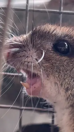 Mouse Screaming 🤣