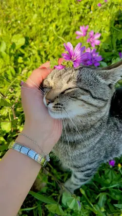 4 lü fotoğraf şablon