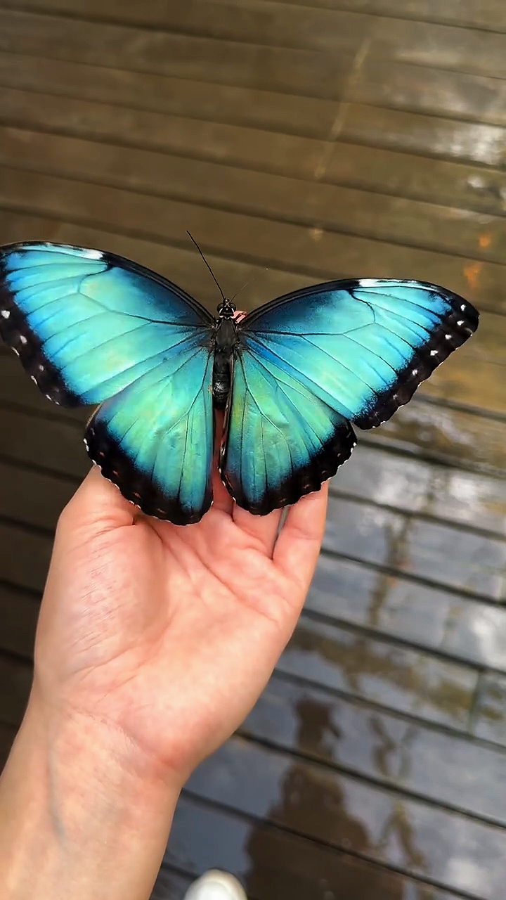 Borboleta 