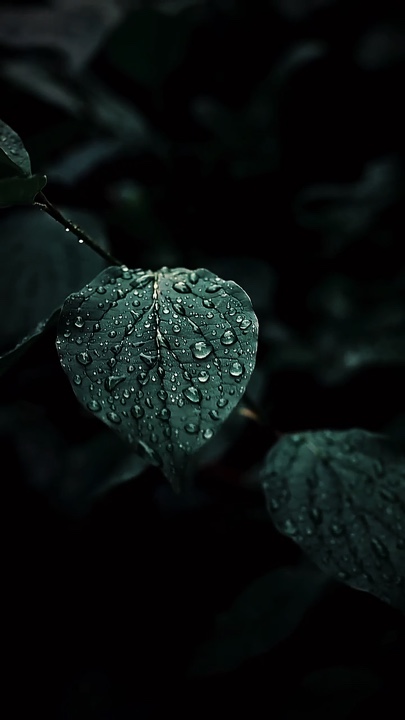 Cinematic Nature 