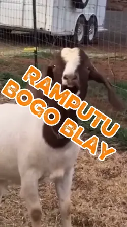 Bogo Blay Ramputu
