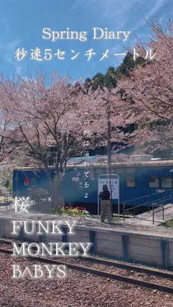 桜の季節🌸