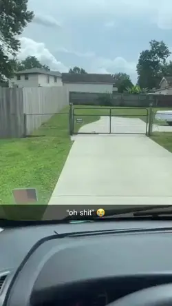 dogs