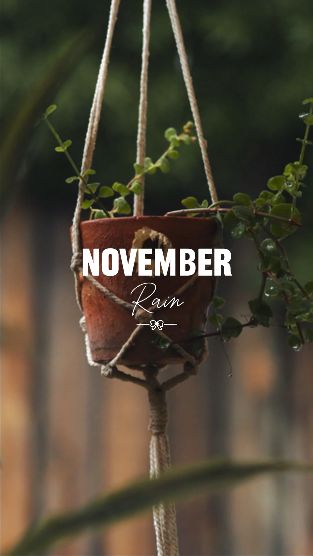 Pluie de novembre