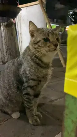 sad song kucing