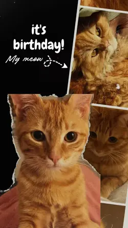 It’s Birthday Meow