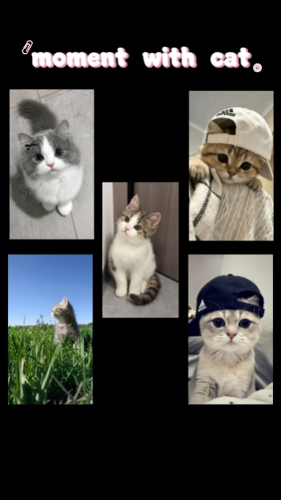 en iyi an kedi