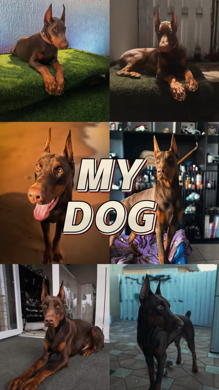 Hundehalde Foto