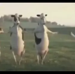 Cow Meme 