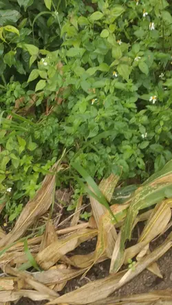 เก่าแต่เก๋า