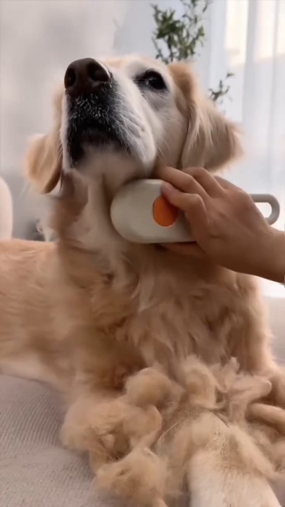 Alimentos para animais de estimação