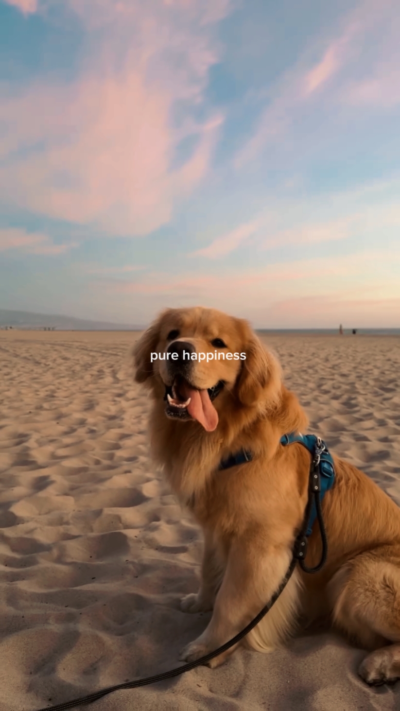 Pura felicidad 