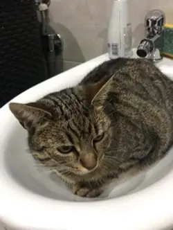 Użyjcie ten szablon