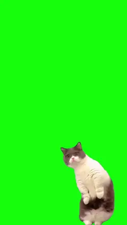 meme cat