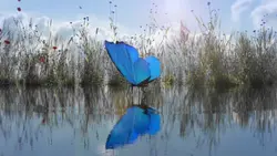 butterfly intro ²⁸