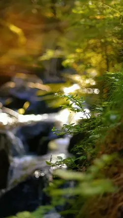 nature vibes