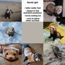 Ferret girl 