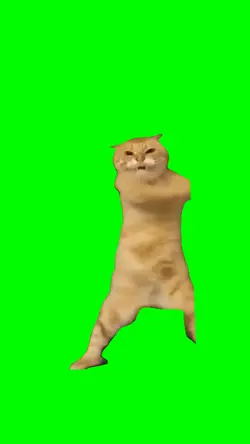 Cat Dance Crazy