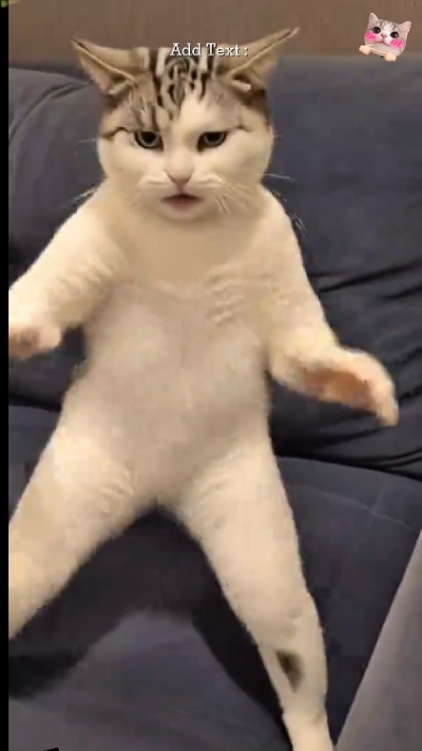Komik Kedi. 