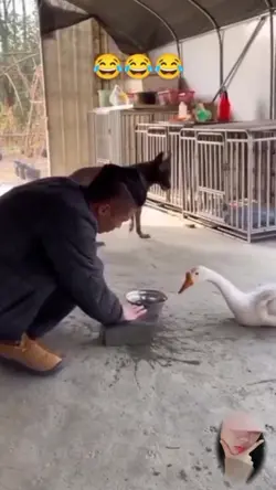 funny video dogprank