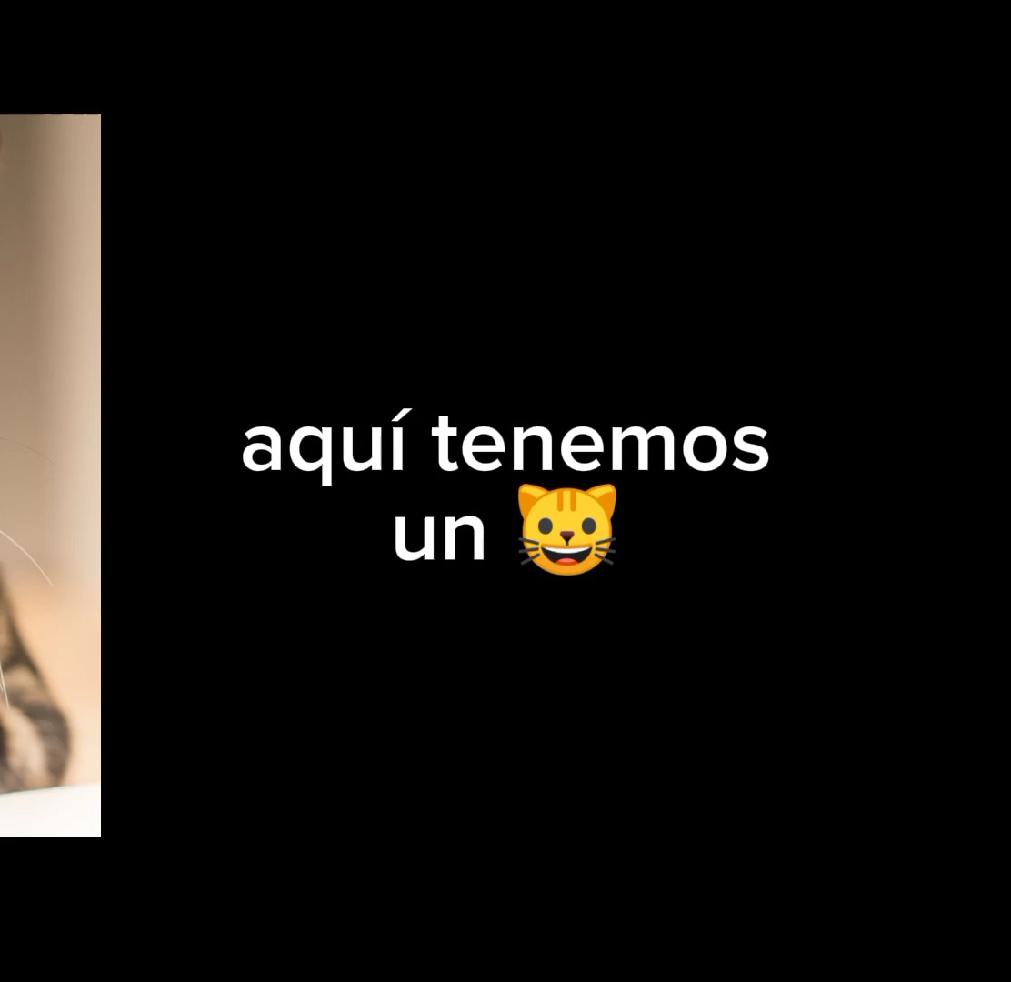 pedio del gato