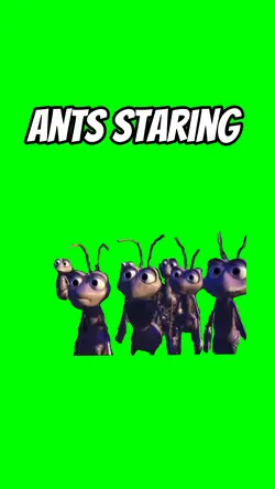 Ants staring meme