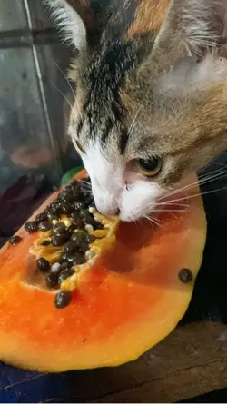 Kucing