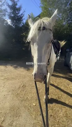 equestrian edit