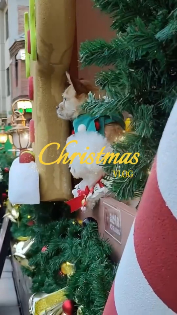 Animal de estimação de natal
