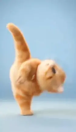 kucing yoga
