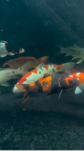 Ikan koi