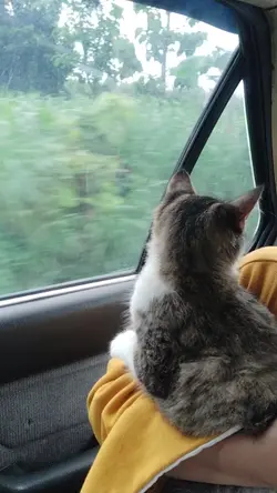 kucing