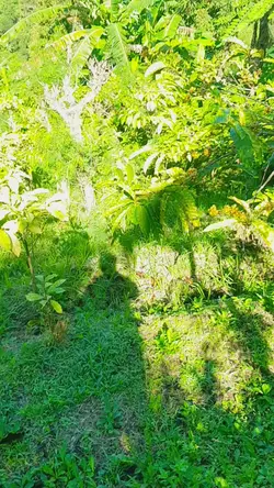 AKU DATANG MELAMARMU