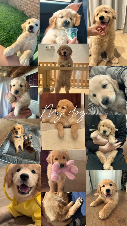 Mis mascotas 