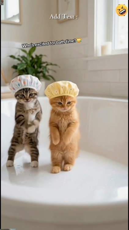 Süße Katze