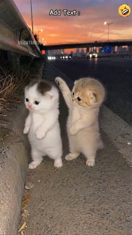 Niedliche Katzen