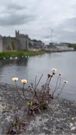 Travel/trip ireland