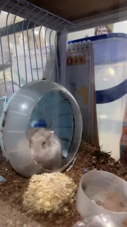 Hamster