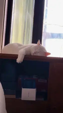 Palingan tidur