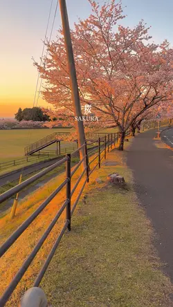 約束だよ!!SAKURA FILTER