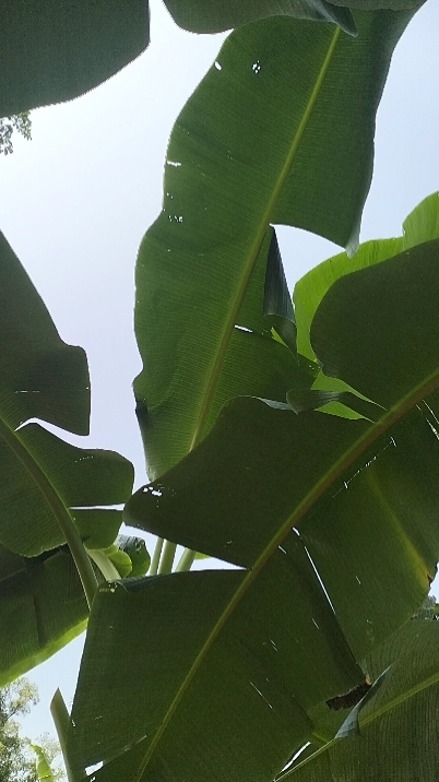 Sunshine in the rain